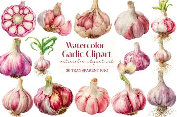 Unleash Rustic Charm with Watercolor Garlic Clipart